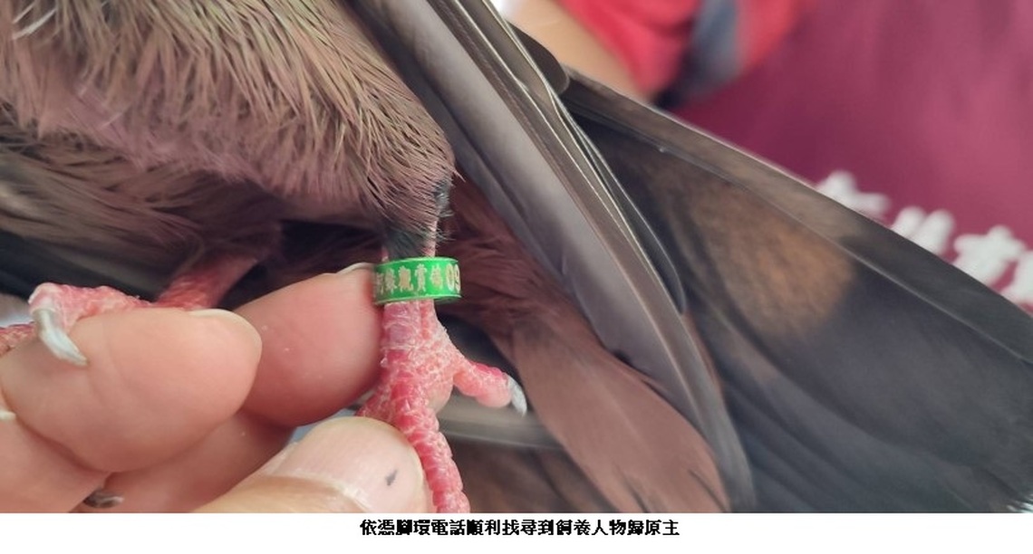 新北市動保處為救援寵物鳥訂製腳環 協助身分登記