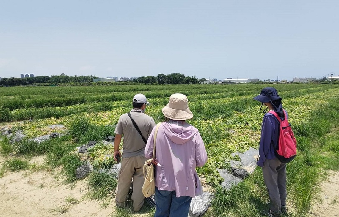 6月中旬豪雨農損 西瓜及香瓜現金救助 即日起受理申報