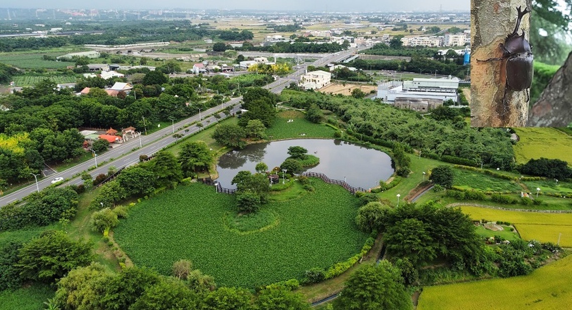 獨角仙繁殖季節到 明華溼地生態園區成觀賞秘境