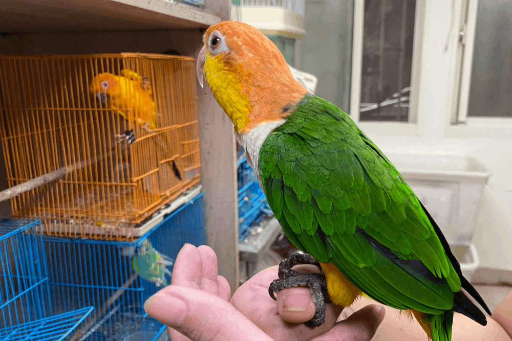 鳥寶飛不見?新北動保處:替寵物鳥繫編號、電話腳環 增加尋回率 244 鳥寶飛不見?新北動保處:替寵物鳥繫編號、電話腳環 增加尋回率 243
