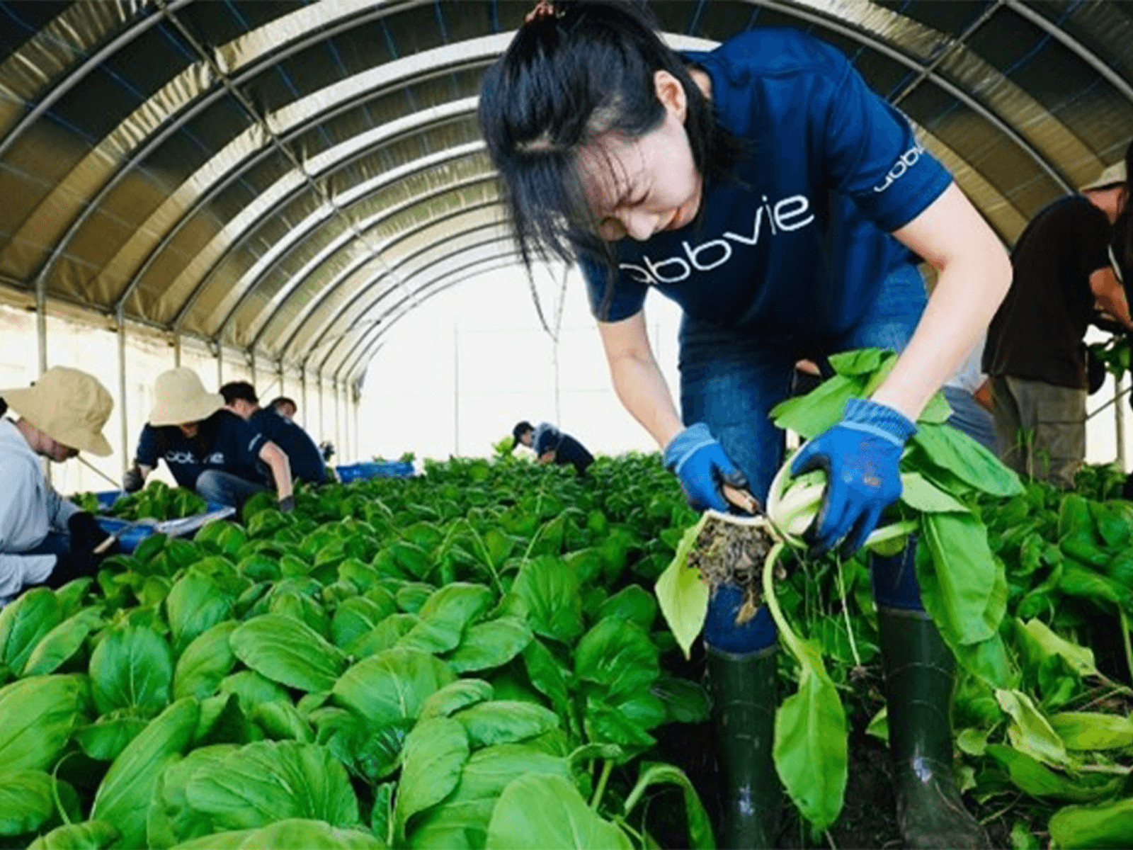 員工親自下田耕種青油菜 「都市俗」也能貢獻一己之力 員工親自下田耕種青油菜 「都市俗」也能貢獻一己之力