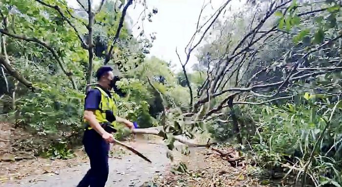 路樹倒塌阻交通 油車警獲報到場排除