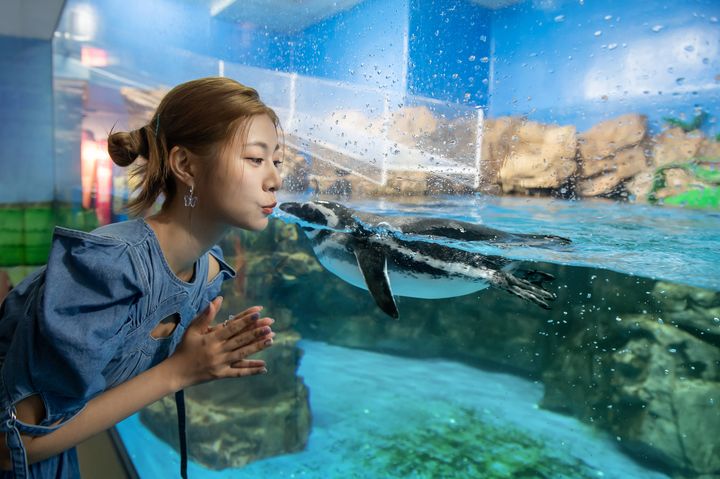 日籍女星阿部瑪利亞和 Xpark 館內企鵝拍下互動美圖。 圖:Xpark/提供