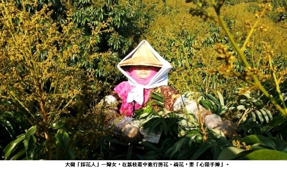 大樹區有採花人  心狠手辣 