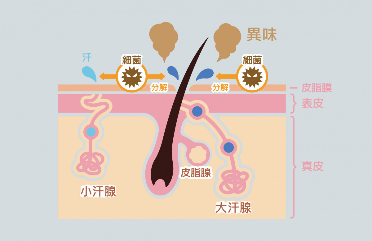 狐臭是頂漿腺(又稱大汗腺)分泌的汗水,因汗水帶有蛋白質成分,在皮膚表面的細菌作用之下會產生味道。