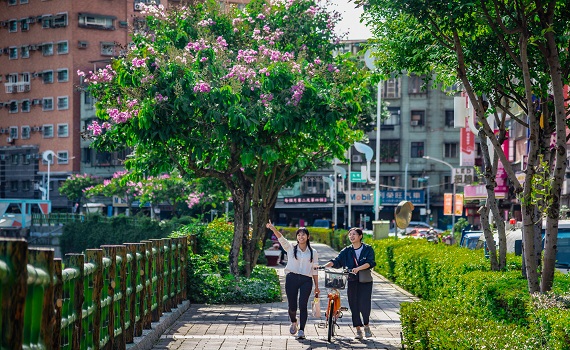 蘆洲鴨母港大花紫薇爭艷綻放