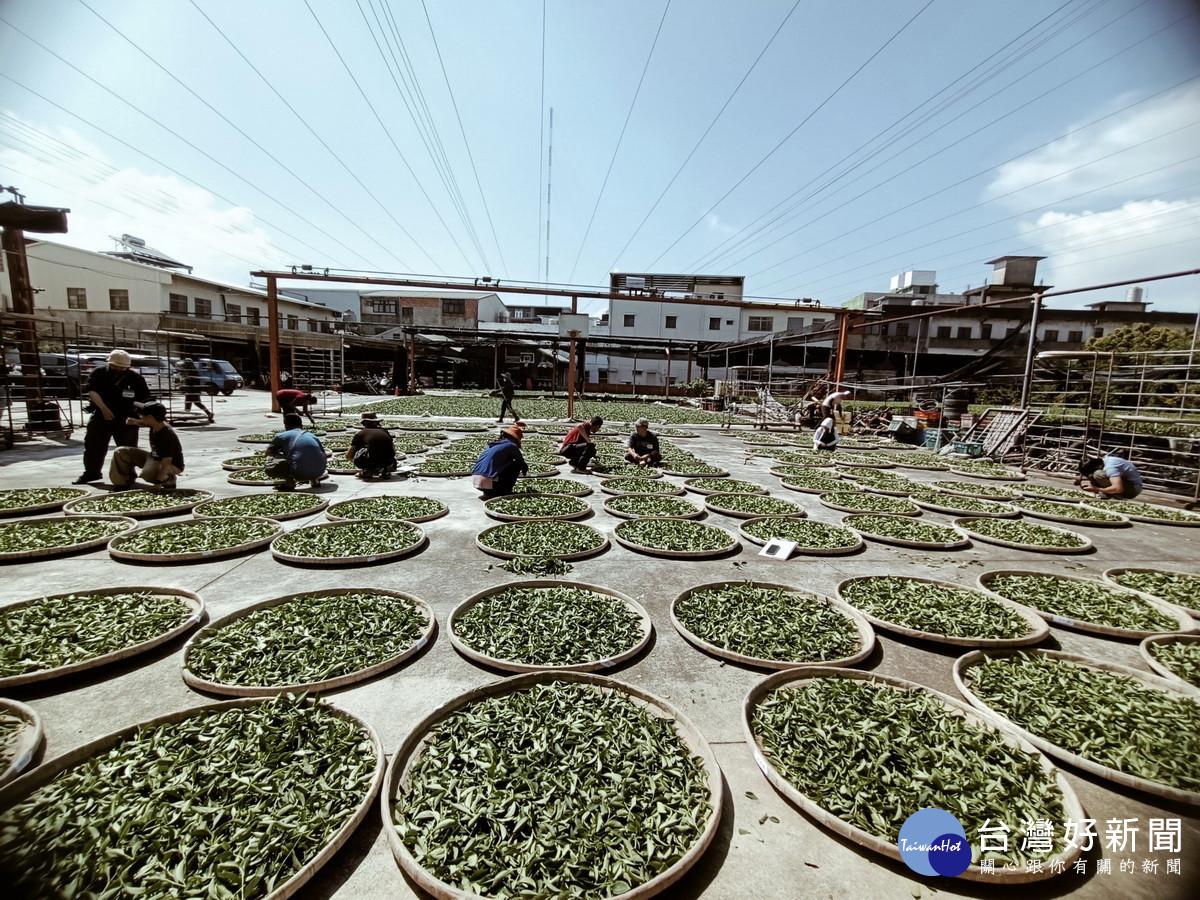 南投文化局辦理傳統手工製茶傳習。（文化局提供）