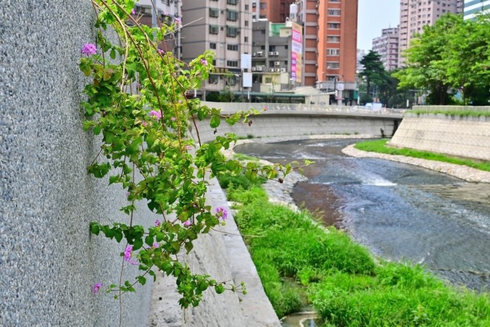 蔓性馬纓丹、洋紅風鈴木妝點河岸 台中水利局打造三民西路至忠明南路柳川水岸空間 63 蔓性馬纓丹、洋紅風鈴木妝點河岸 台中水利局打造三民西路至忠明南路柳川水岸空間