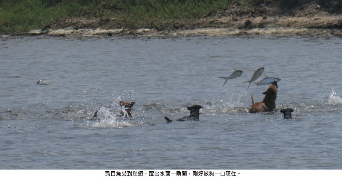 「口袋戰術」流浪狗也有練過的
