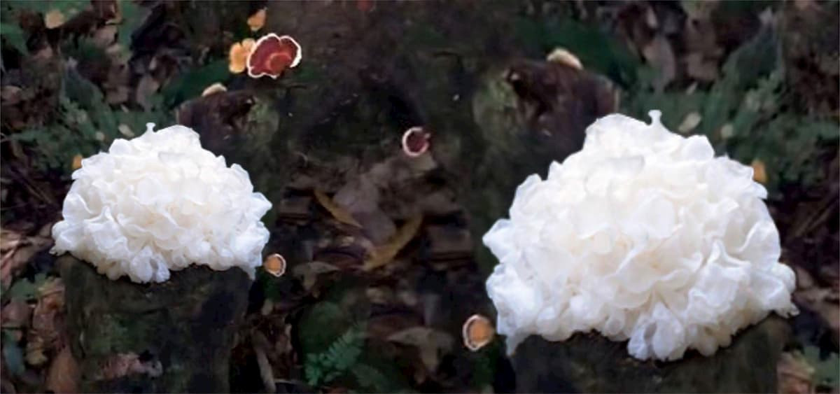 重視銀耳來源品質,讓民眾食用更加安心。