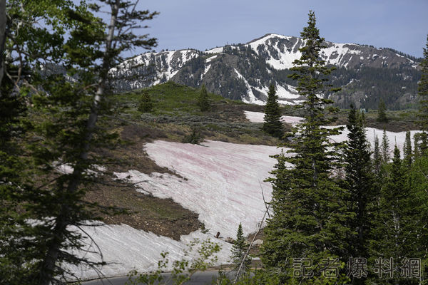 全球暖化又更嚴重了 美國、日本高山出現「血色積雪」 51 d7116129 | 國際 國際 記者爆料網