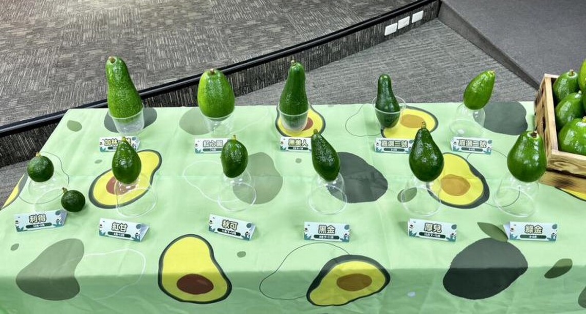 台南酪梨節月底將登場