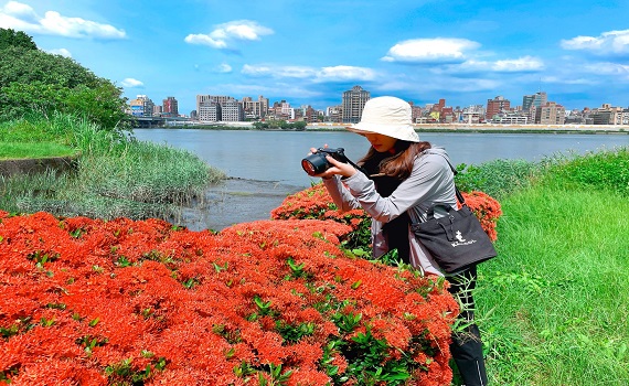 三重淡水河畔河濱仙丹花朵朵熱情盛開