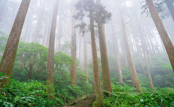 翁章梁推薦嘉義2大賞瀑景點及6條步道 邀來嘉消暑