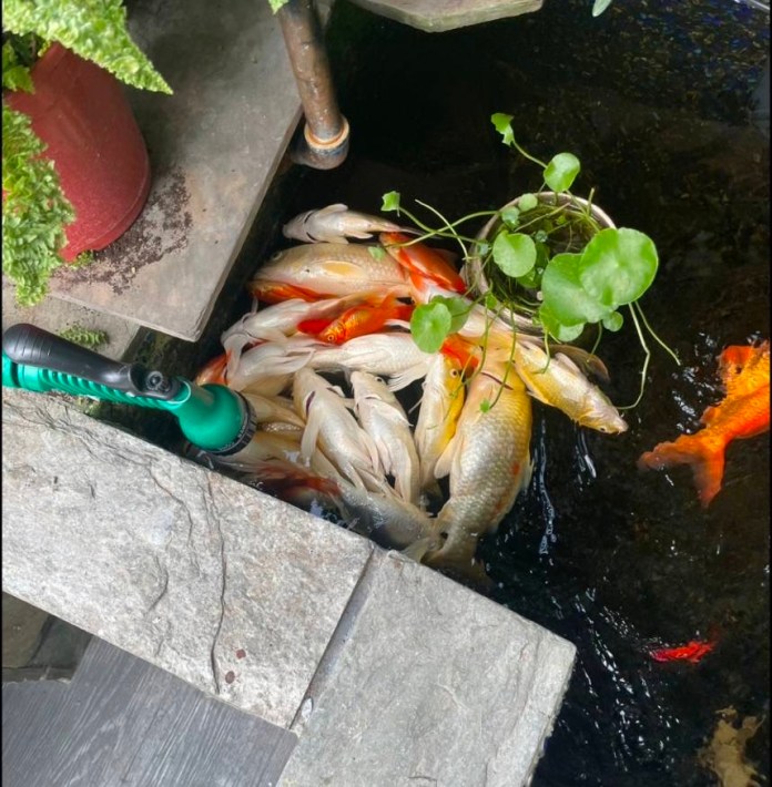 扯! 配合噴藥竟害30多條錦鯉死亡 飼主氣炸 59 44AB9E5A B086 4900 ABFF FF3A49067EEA | 生活 生活 記者爆料網