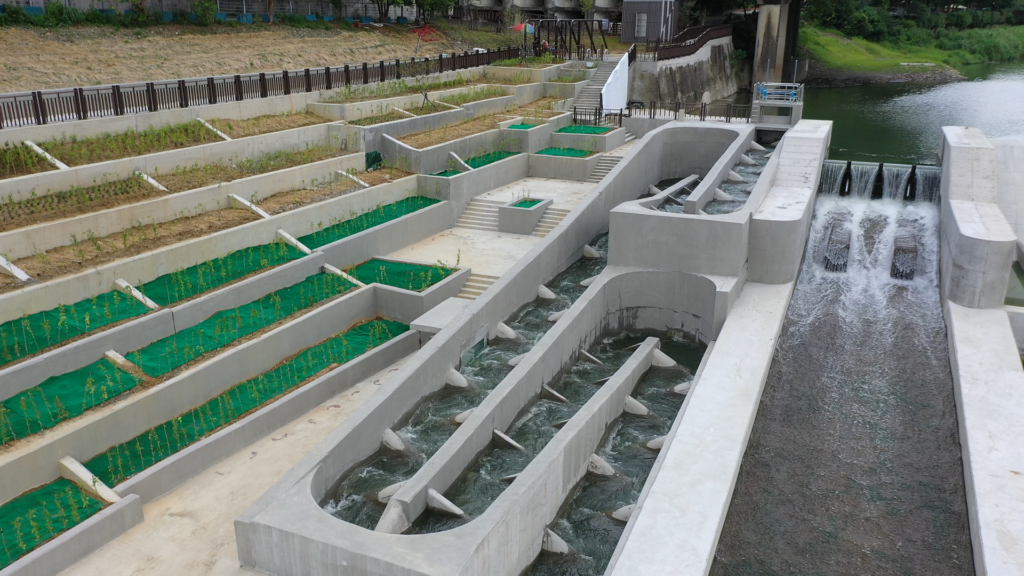 碧潭魚道採豎槽斜隔壁水池式設計,豎槽斜隔壁數共有62個