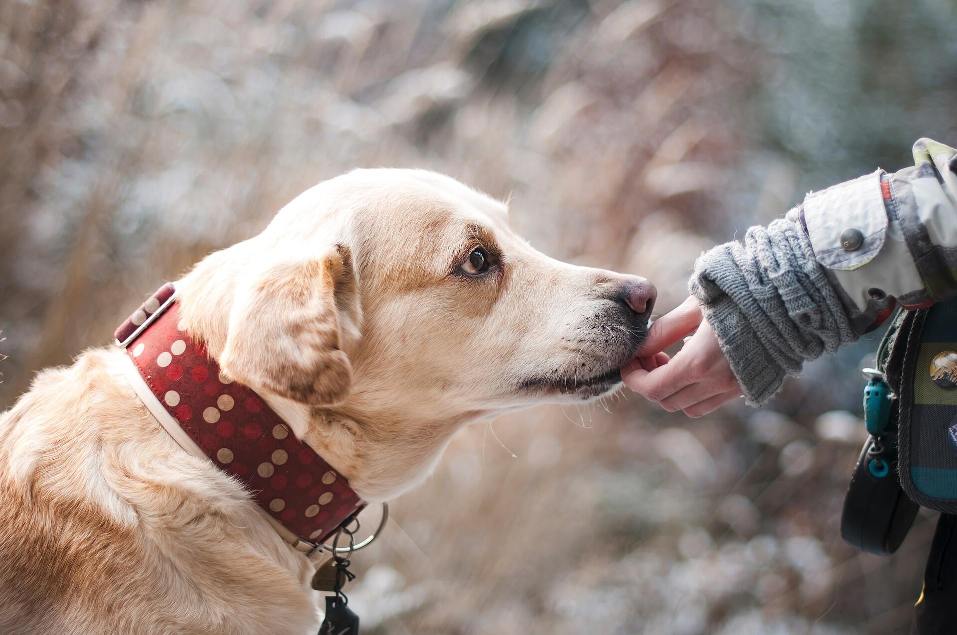 dog-gf87a32dc0_1920