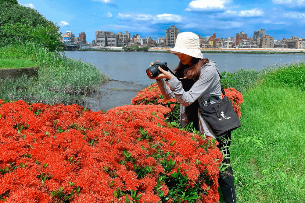傍晚來散步賞花!淡水河濱仙丹花盛開 新北市府籲勿摘採踐踏 276 傍晚來散步賞花!淡水河濱仙丹花盛開 新北市府籲勿摘採踐踏 275