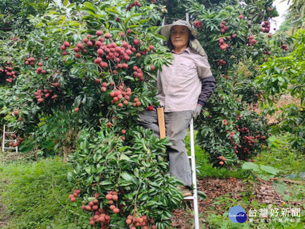 林班長的糯米荔枝。林重鎣