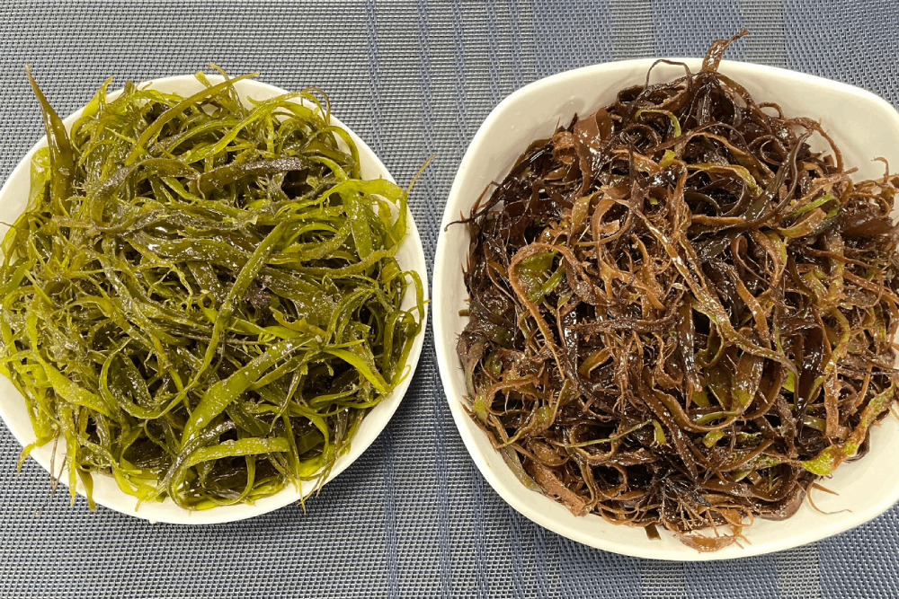 夏天東北角吃什麼海鮮?新北漁業處力薦「海大麵」 246 夏天東北角吃什麼海鮮?新北漁業處力薦「海大麵」 245