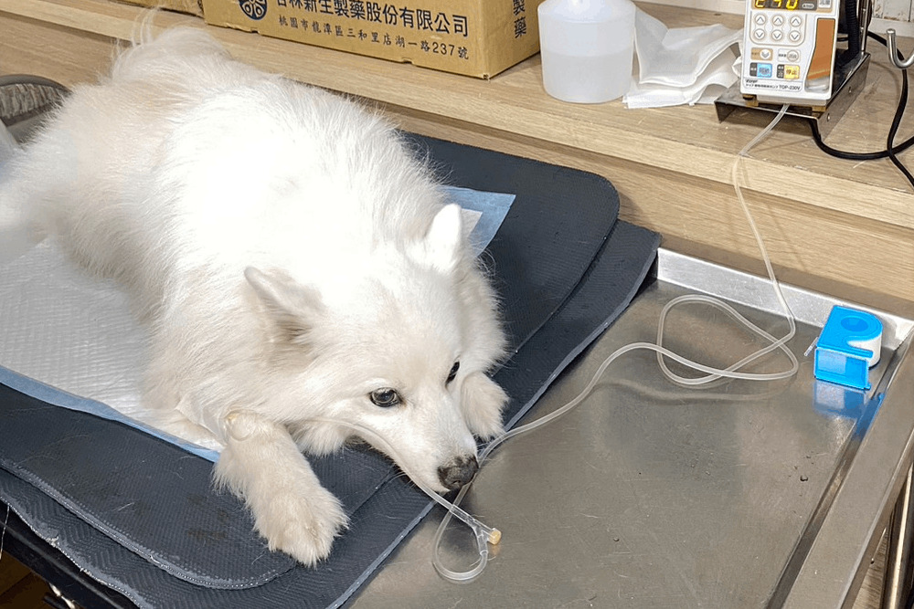 愛犬遇惡犬怎麼辦?新北動保處「4招」護毛孩與飼主 250 愛犬遇惡犬怎麼辦?新北動保處「4招」護毛孩與飼主 249