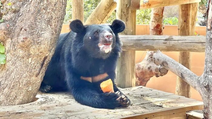 壽山動物園「十大動物明星票選活動」7/22起跑 選出你心目中的「雄讚」