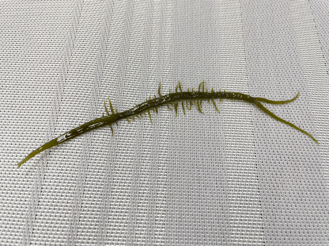 長的很像蜈蚣的「黃氏葉膜藻」(俗稱海大麵),已川燙 (1).jpg
