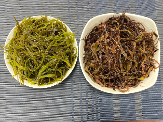 右邊紅色為剛摘採的「黃氏葉膜藻」(俗稱海大麵),左邊綠色為川燙後的海大麵 (1).jpg