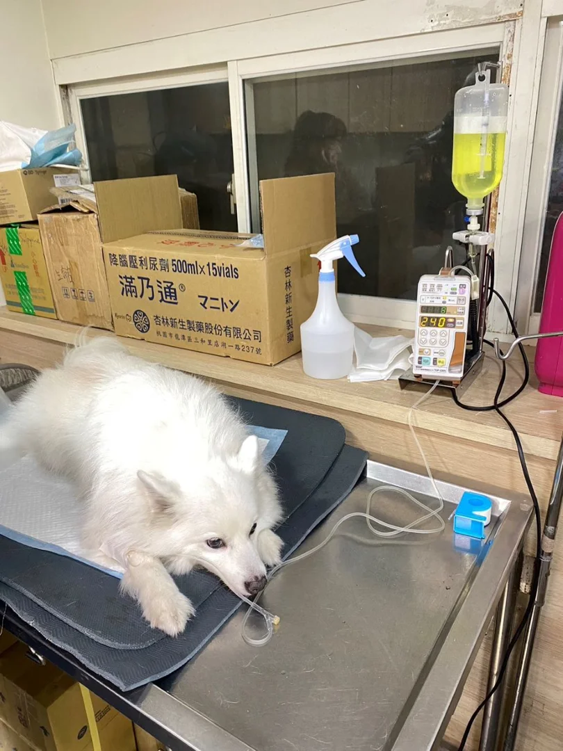 遛狗遇犬隻攻擊 ｜三要一不