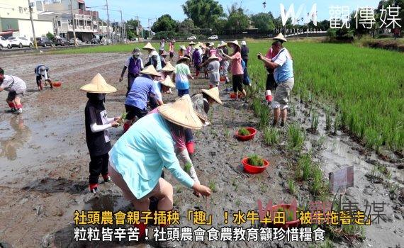 影/社頭農會親子插秧「趣」!水牛犁田「被牛拖著走」學童大開眼界