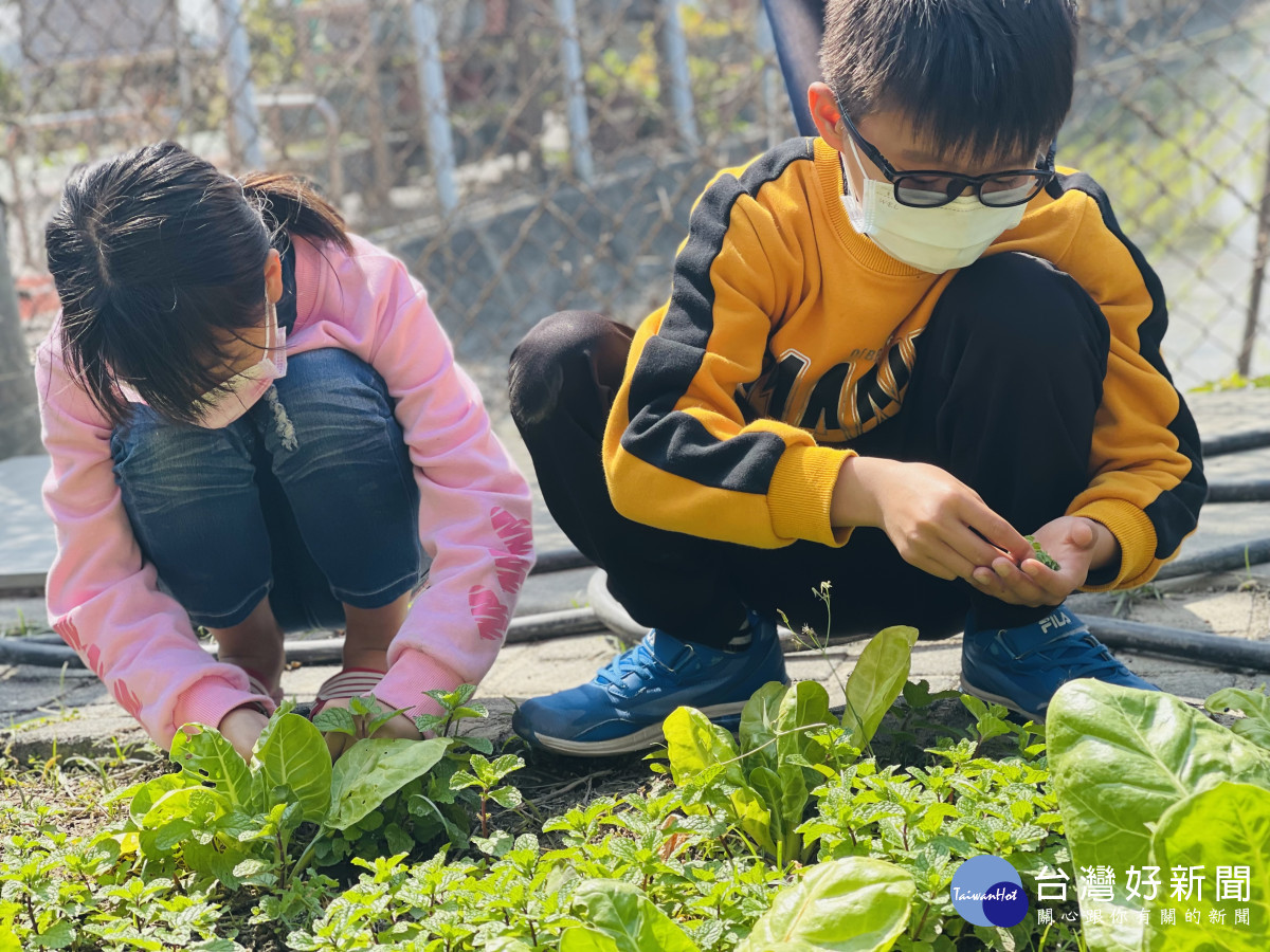大西國小觀察菜園 ( 魏佑峻)。圖/記者鄧富珍翻攝