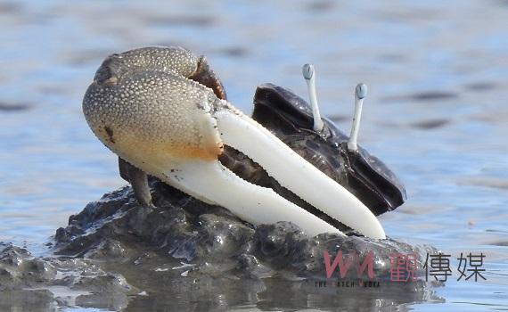 台塑著手疏伐濁水溪紅樹林 與雲林縣政府、第四河川局共同為台灣旱招潮蟹發聲
