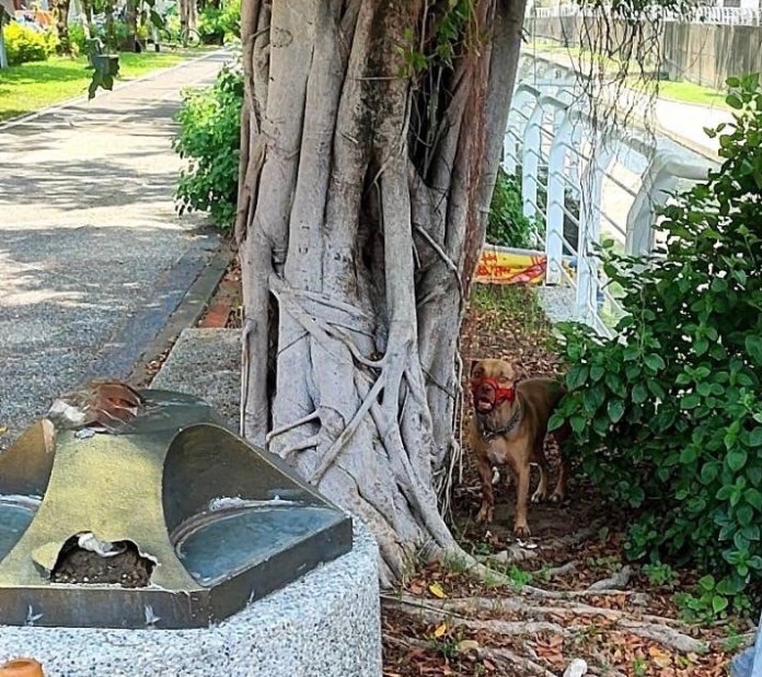 這安什麼心? 惡意放生比特犬 大樓副主委竟這樣說 66 7F75E63A 0DD2 4D1F 8332 7F4BDA8E7B69 | 社會 社會 記者爆料網