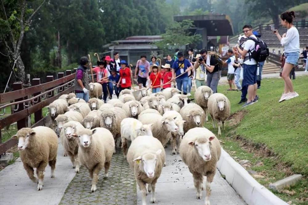 全台最高沉浸式劇場在南投!晝夜暢遊fun暑假 248 全台最高沉浸式劇場在南投!晝夜暢遊fun暑假 247
