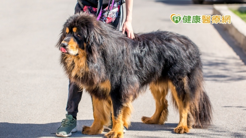 兇猛藏獒追咬鄰犬致死! 遇大型犬攻擊「三要一不」自保