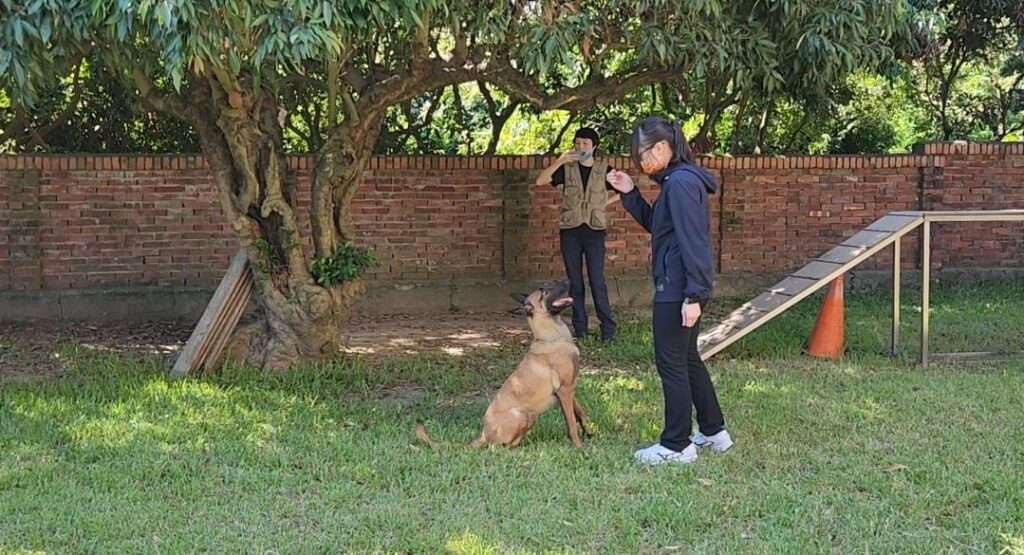 ▲圖說：報名領犬員甄試員警努力培養耐心、學習牽引技術與人犬互動能力          （圖／台中市政府提供）
