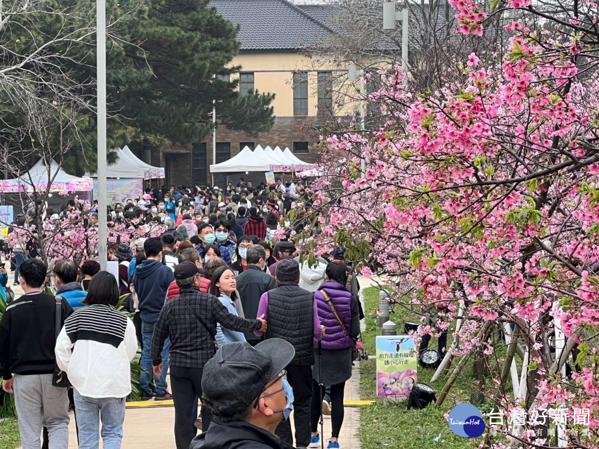 2月新竹公園櫻花季活動，創下單日近4萬遊客到訪新紀錄
