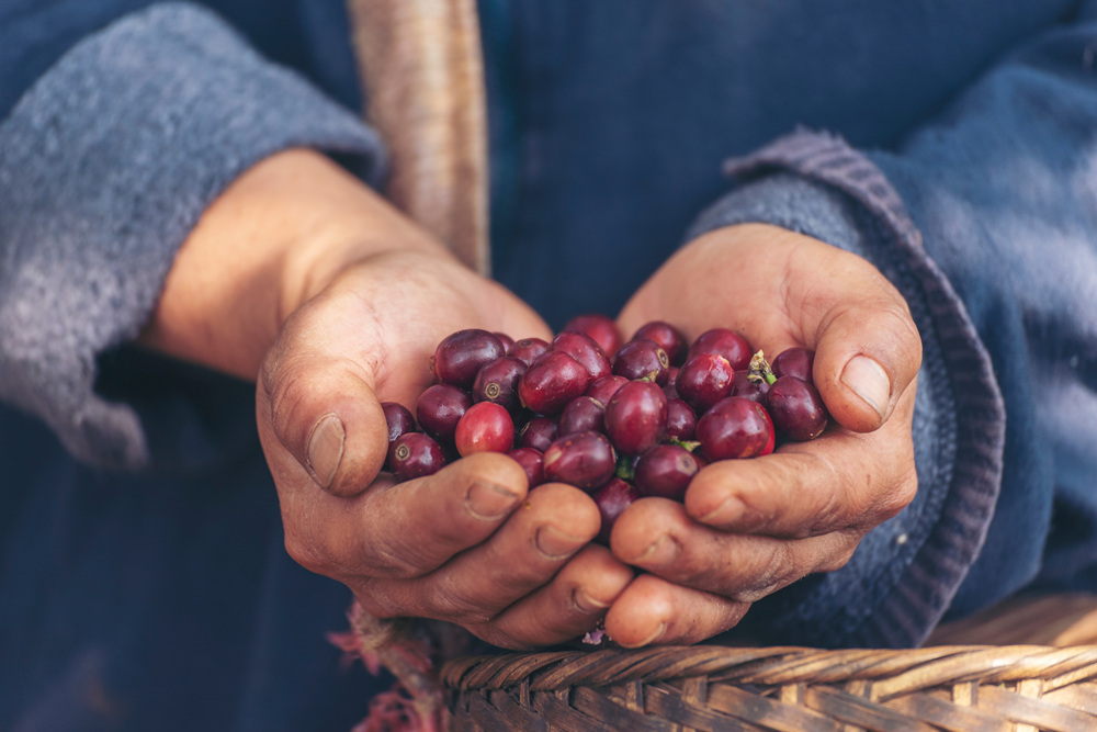 從咖啡果中萃取出的豐富多酚可幫助提升專注力 (圖片來源:Shutterstock)
