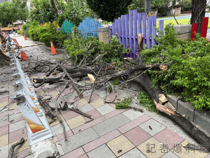 杜蘇芮強風釀禍! 板橋女行人慘遭傾倒路樹砸傷肩頸 64 S 62849136 0 | 社會 社會 記者爆料網