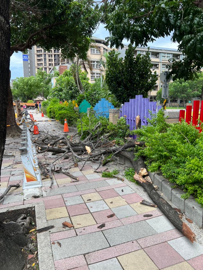 杜蘇芮強風釀禍! 板橋女行人慘遭傾倒路樹砸傷肩頸 62 S 35053666 0 | 社會 社會 記者爆料網