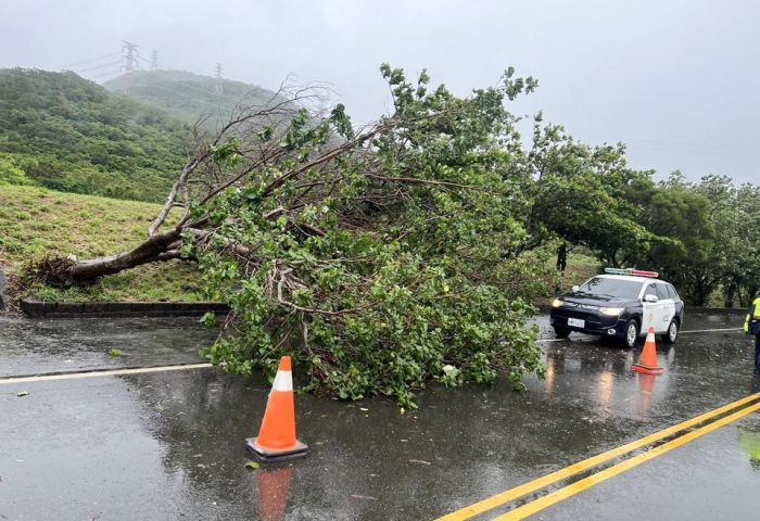 颱風來襲路樹倒塌 恆警冒雨疏導協助排除