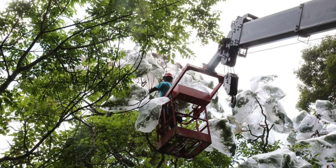 臺灣檫樹果實成熟    大鹿林道將於7/31至8/1實施交通管制