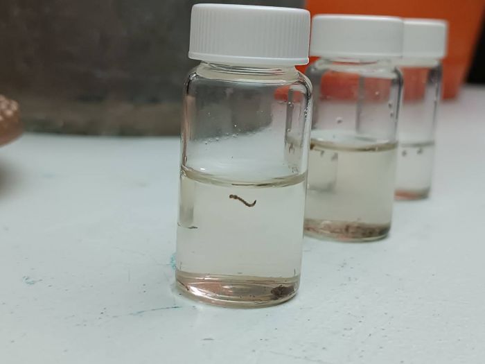 登革熱大爆發 林世賢:彰化要特別小心、提高警覺