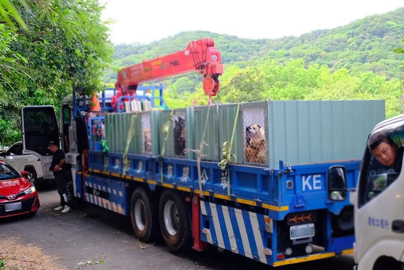 《獨家報導》獨家調查站接獲舉報，住板橋的地主租給台北的陳醫師，在未經取得合法用地前運載百隻狗隻，準備圈養。