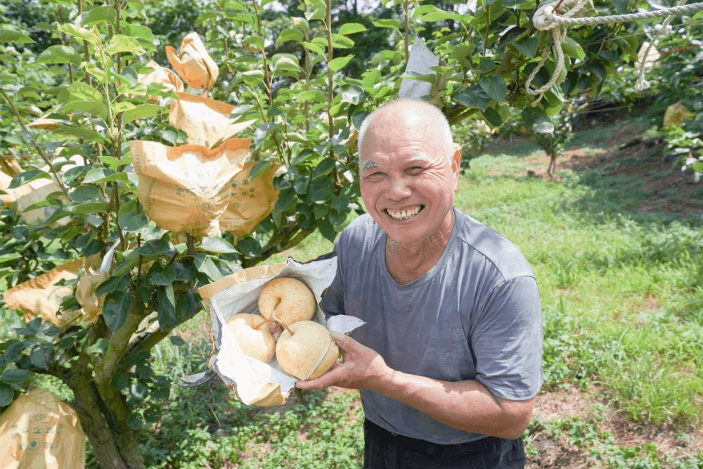 八里蜜雪梨盛產快來嚐鮮 套袋撐傘有機肥栽培多汁甜度高 240 八里蜜雪梨盛產快來嚐鮮 套袋撐傘有機肥栽培多汁甜度高 239