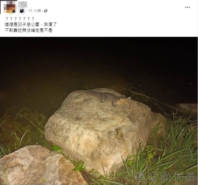 高雄凹子底公園鱷魚出沒? 無聊男買"鱷魚模型"惡搞最高罰3萬 5 S 51544091 0 | 社會 社會 記者爆料網