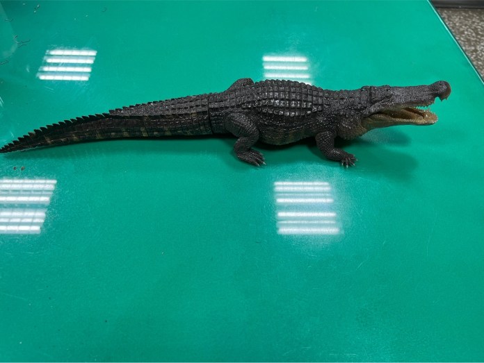 高雄凹子底公園鱷魚出沒? 無聊男買"鱷魚模型"惡搞最高罰3萬 4 S 51568650 | 社會 社會 記者爆料網