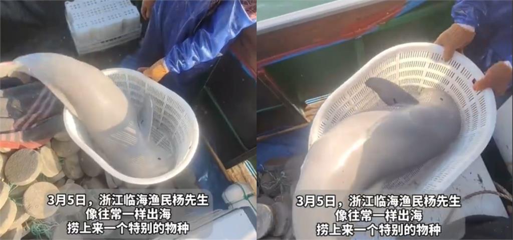 漁夫撈到圓滾滾「銀白海獸」!真實身分曝 中國漁夫撈到圓滾滾「銀白海獸」!真實身分曝光竟是「極度瀕危生物」