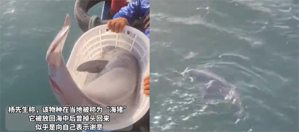 漁夫撈到圓滾滾「銀白海獸」!真實身分曝 中國漁夫撈到圓滾滾「銀白海獸」!真實身分曝光竟是「極度瀕危生物」