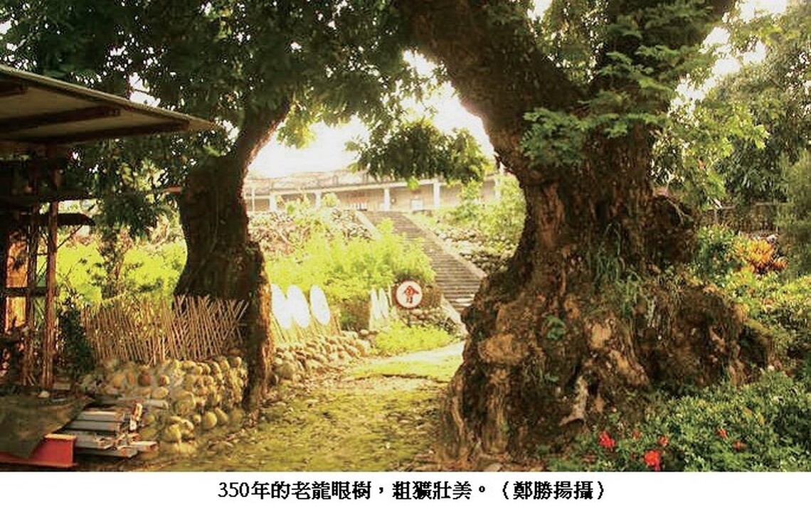 大樹仙坑神秘境地 賞心悅目